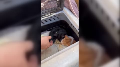 Plumbers and Police Join Forces to Rescue Kittens From Underground Pipe