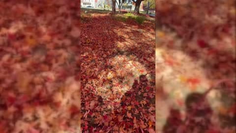 Dog Gets Zoomies Among Red Fall Leaves
