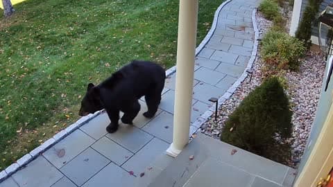 Surprise Guest: Bear Caught on Doorbell Cam