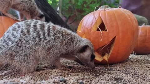 Aussie Animals Enjoy Halloween Treats at Perth Zoo