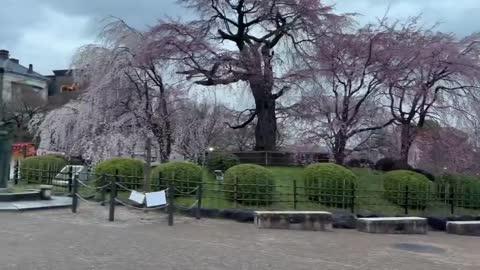Giant Cherry Blossom Tree in Bloom