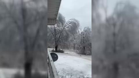 Ice Coats Trees After Winter Storm Hits