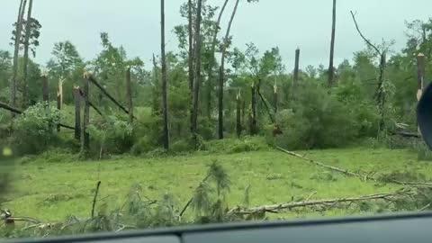 Tornado Decimates Trees Along Highway