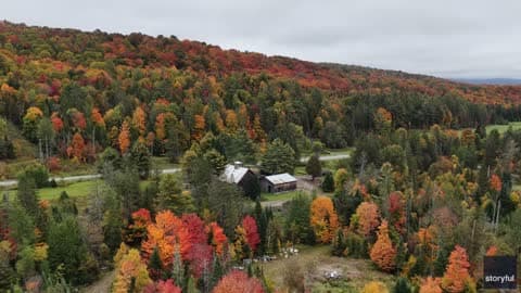 Stunning Fall Foliage Litters Forest in Northern Vermont